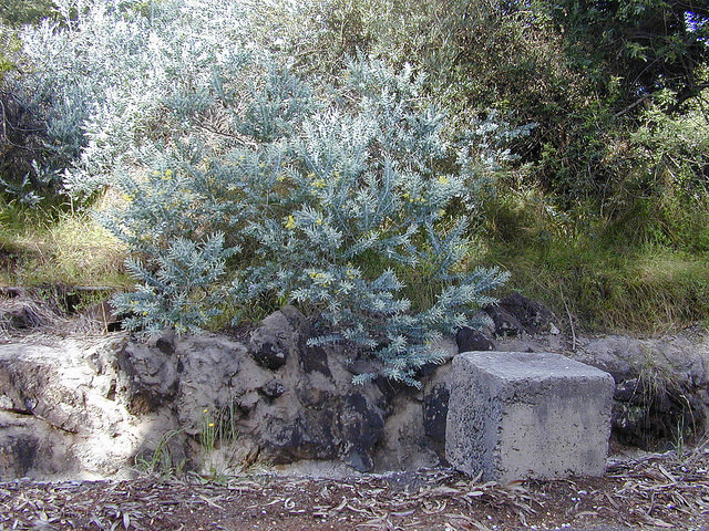 Acacia podalyriifolia