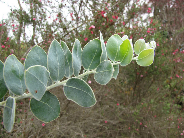 Acacia podalyriifolia