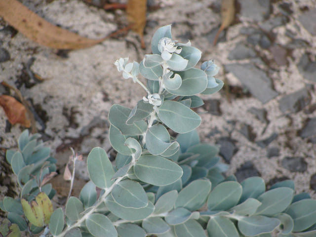 Acacia podalyriifolia (Acacia podalyriifolia)