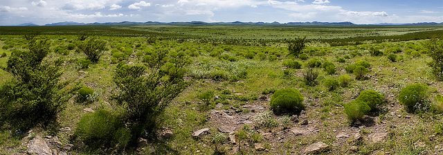 Acacia pulchella