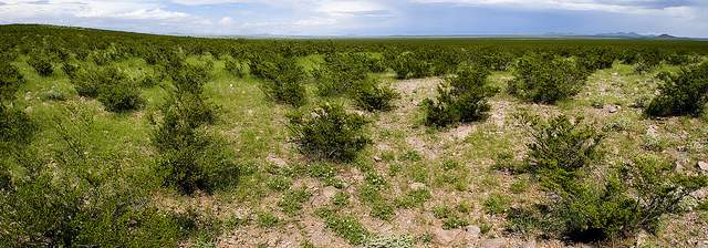 Acacia pulchella