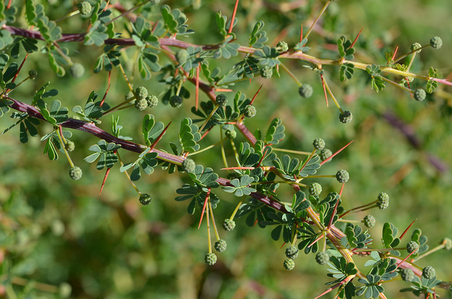Acacia pulchella
