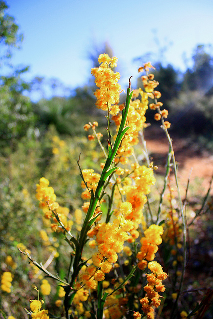 Acacia pulchella