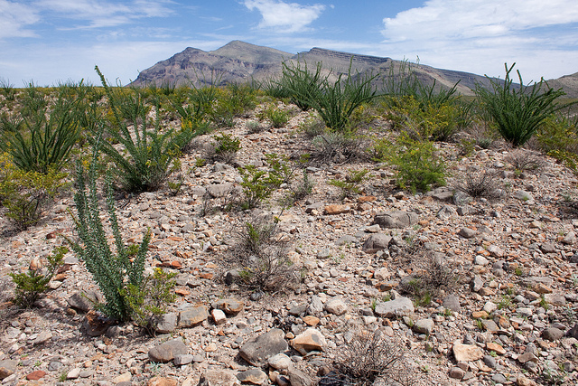 Acacia pulchella