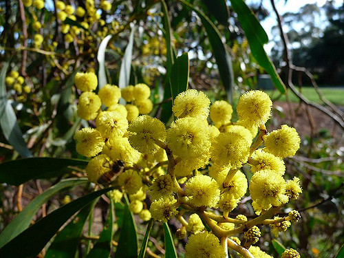 Acacia doré