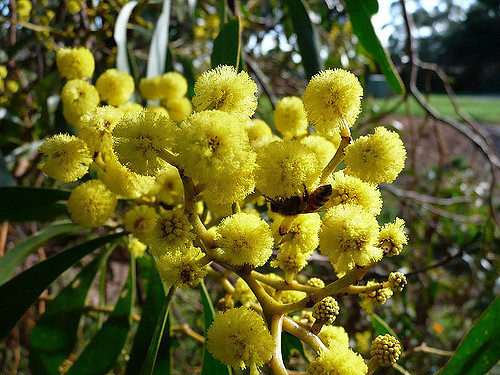 Acacia doré