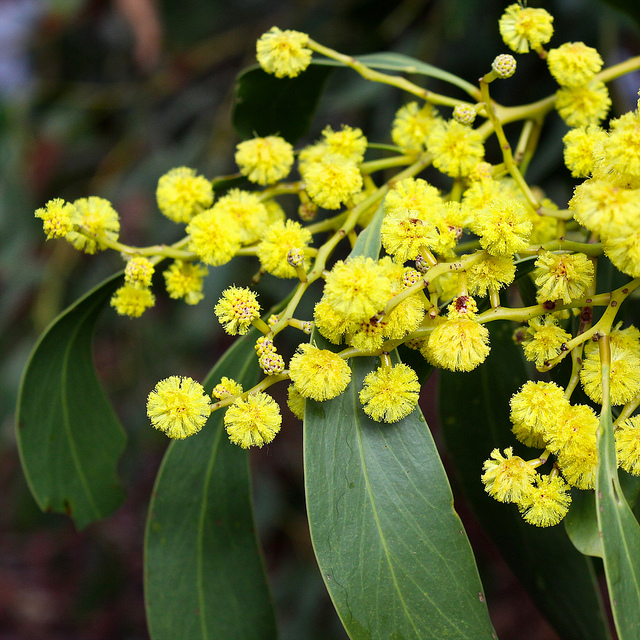 Acacia doré