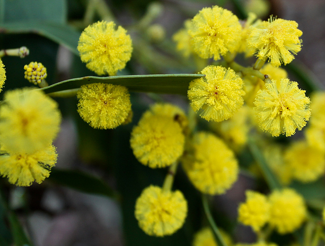 Acacia doré