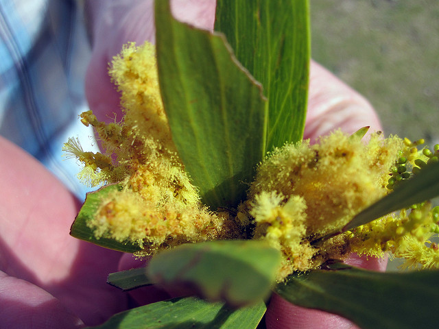Acacia doré