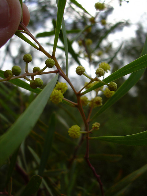 Acacia retinodes (Acacia retinodes)