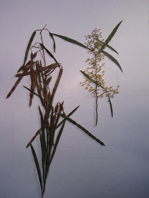 Acacia retinodes