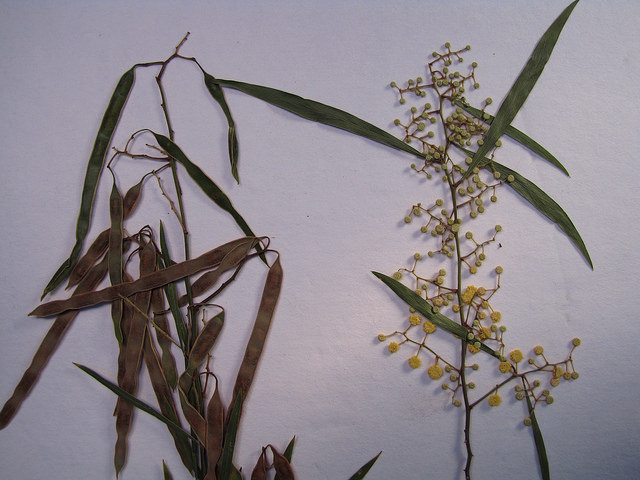 Acacia retinodes