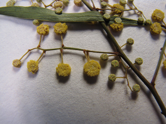 Acacia retinodes
