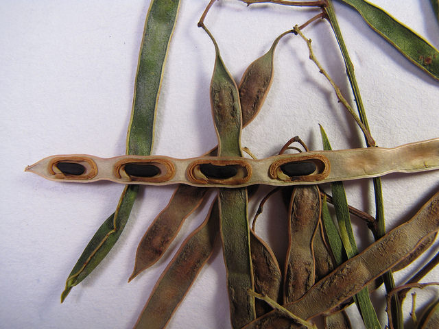 Acacia retinodes