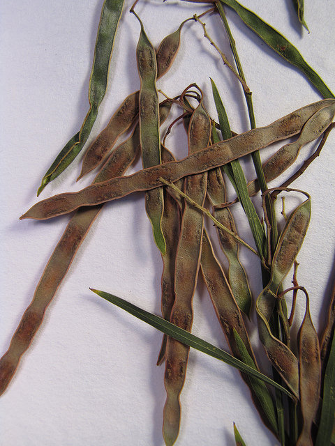 Acacia retinodes
