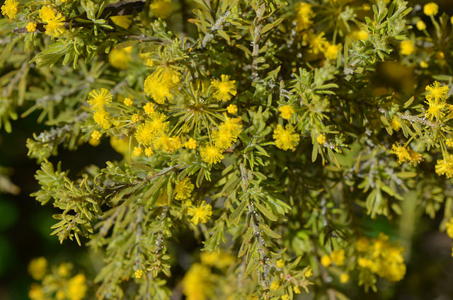 Acacia rigens