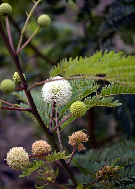 Acacia robusta