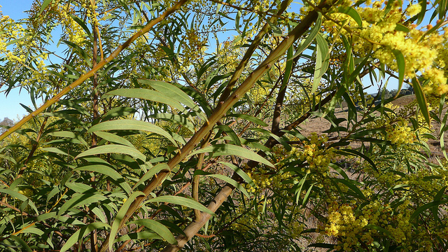 Acacia rubida