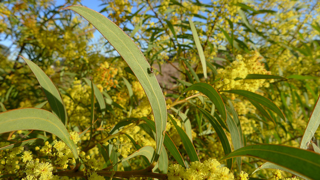 Acacia rubida