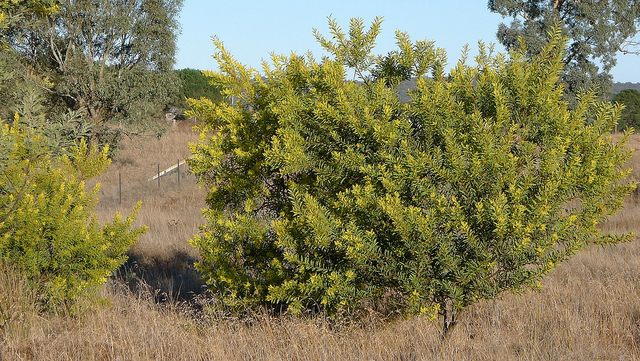 Acacia rubida
