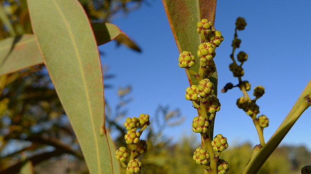 Acacia rubida