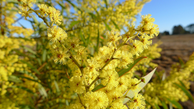 Acacia rubida (Acacia rubida)