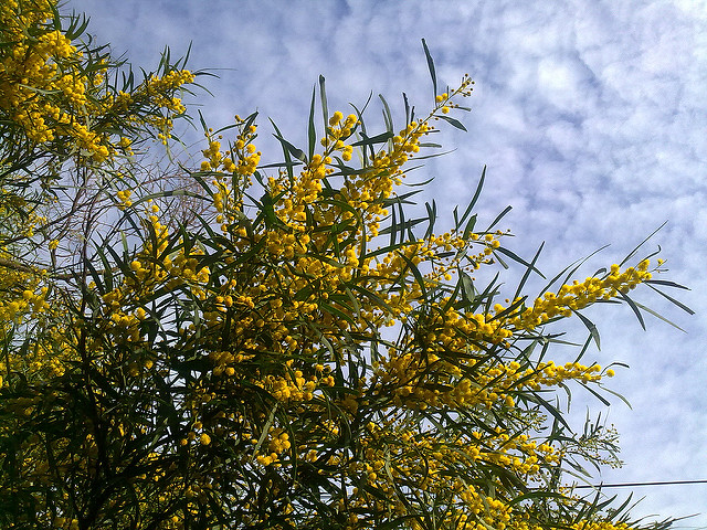 Mimosa bleuâtre