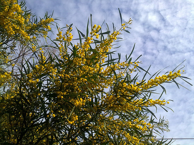 Mimosa bleuâtre
