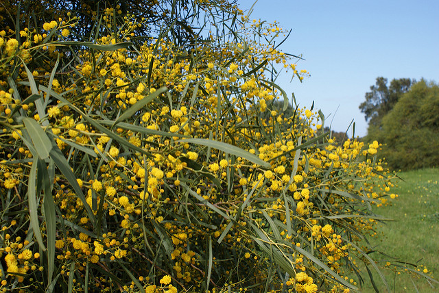 Mimosa bleuâtre