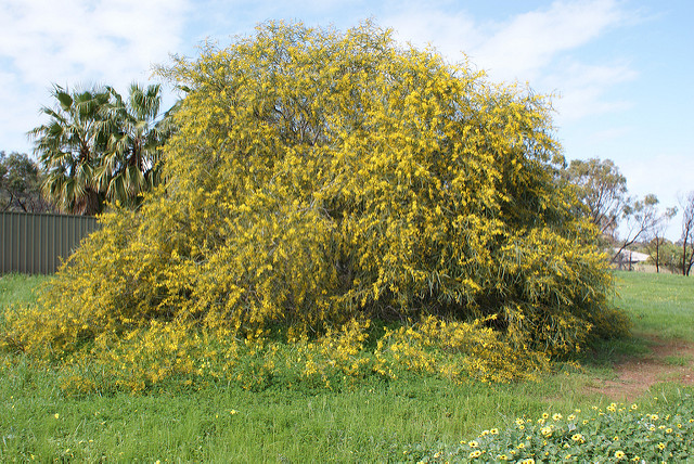Mimosa bleuâtre