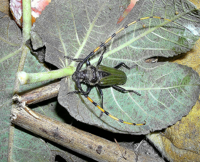 Mimosa bleuâtre (Acacia saligna)
