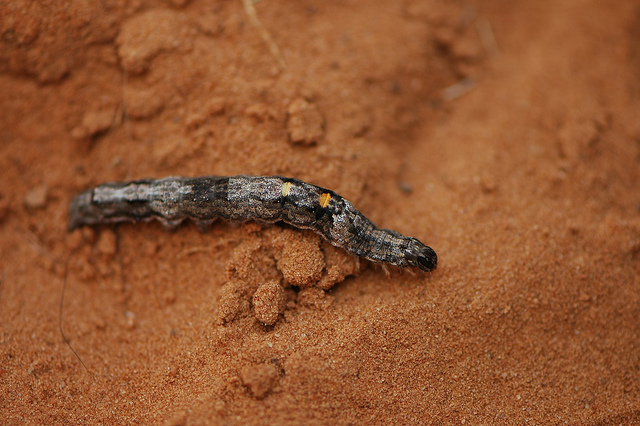 Acacia sénégal