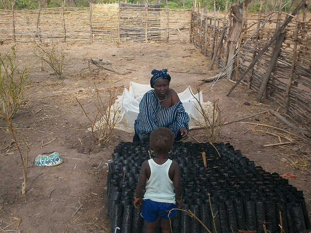 Acacia sénégal