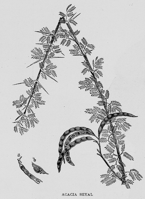 Acacia seyal