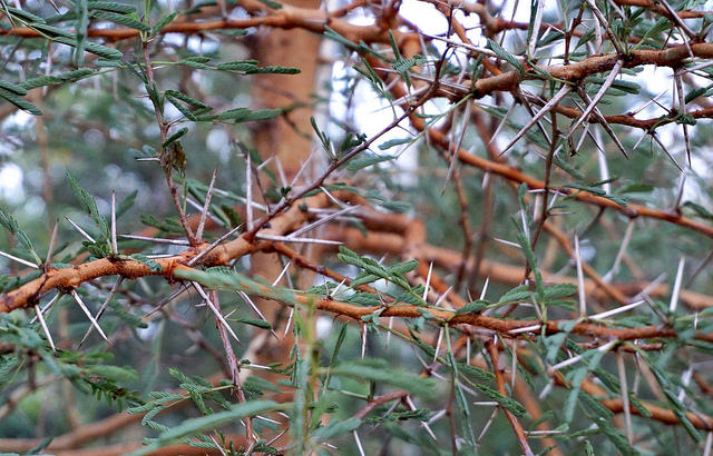 Acacia seyal