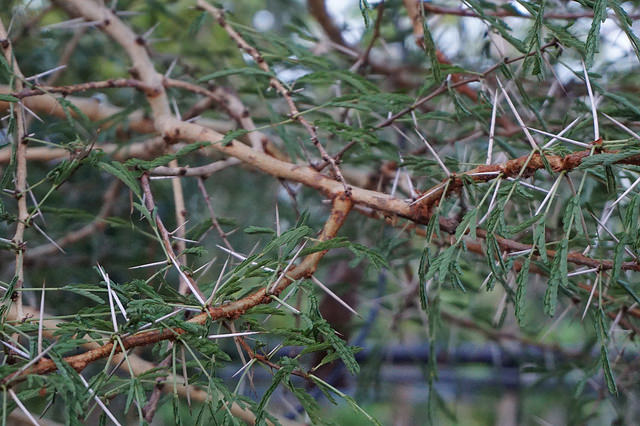 Acacia seyal