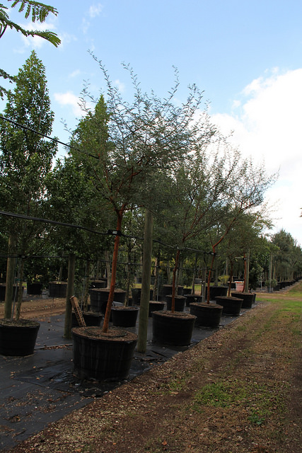 Acacia seyal