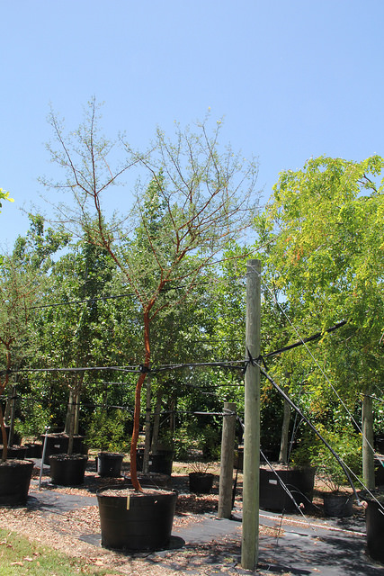Acacia seyal