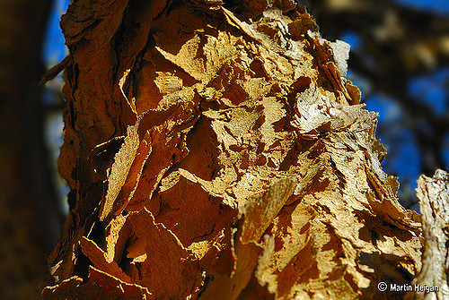Acacia sieberiana