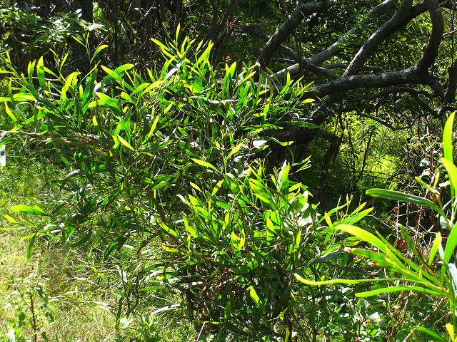 Acacia sophorae
