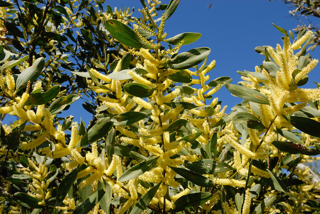 Acacia sophorae