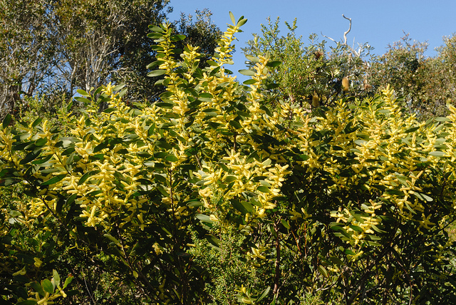Acacia sophorae
