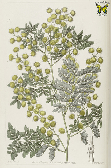 Acacia spectabilis (Acacia spectabilis)