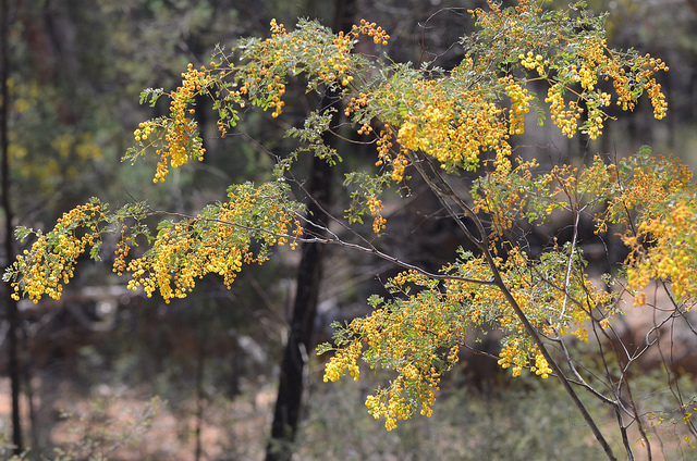 Acacia spectabilis