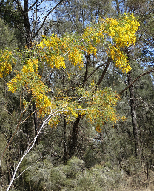 Acacia spectabilis