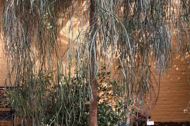 Acacia stenophylla