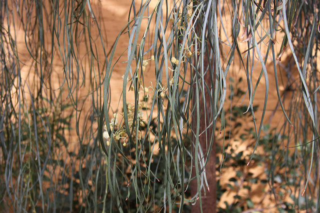 Acacia stenophylla