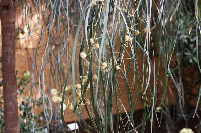 Acacia stenophylla (Acacia stenophylla)