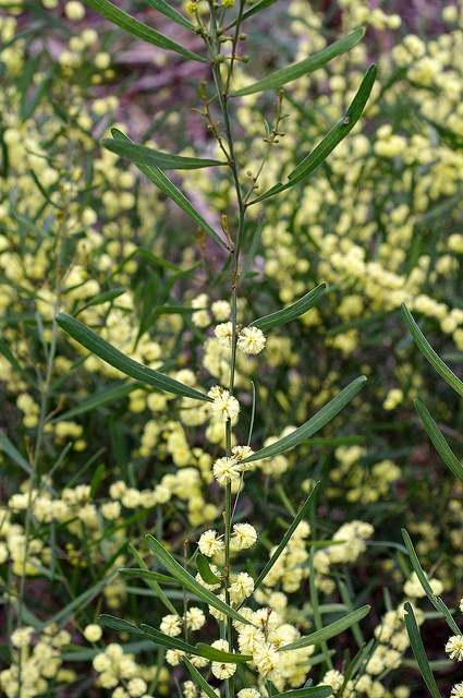 Acacia stricta