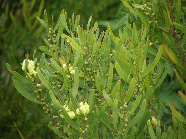 Acacia stricta (Acacia stricta)